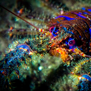 Lysekil Gullmarsfjorden - Dykkerture (Aug & Okt)