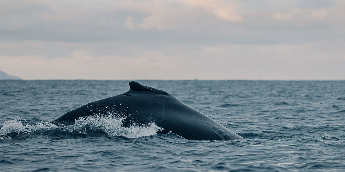 Pukkelhvaler i Norge